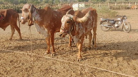 વાસડા વેસવાના છે એક વાવણી વાવેલા