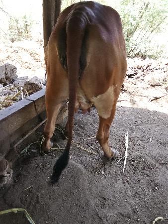 ગીર.પેલૂ.વેતર