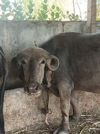 પેલું વેતર