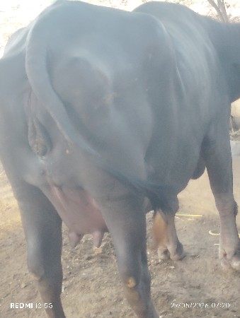 બે ખડેલી વેચવાની છે