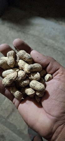 માડવી  બિયારણ ની