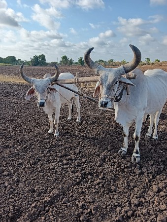 વેસ વાના સે ભાવ માં ફેરફાર થશે