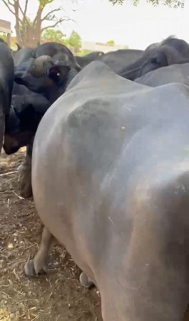 ખડેલી
