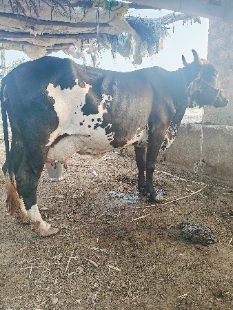 ક્રોસ ગાય વેચવાની છે