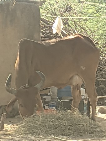 ગાય વેશવાની છે