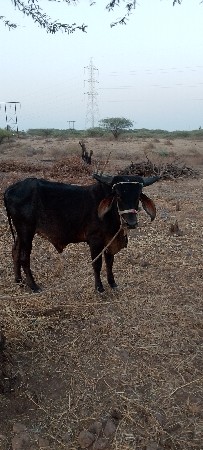 4દાતે