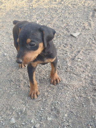 DOBARMAN ORIJNAL DOG
