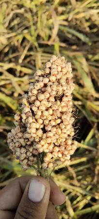 જવાર
