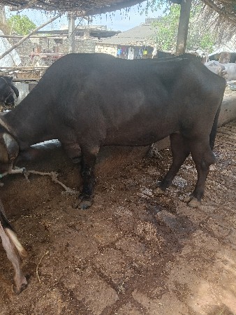 ખડેલિ વેસવિની છે