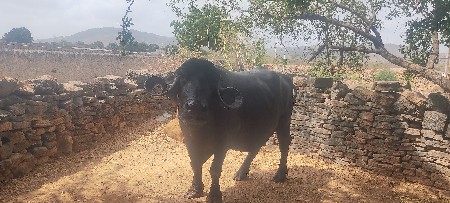 10 ્ 15 દિવસ નીઈ વાર છે