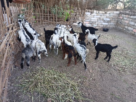 12 bakra 
8 bakri