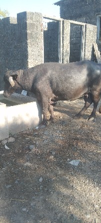 ડોઢમયનાનીકાસી