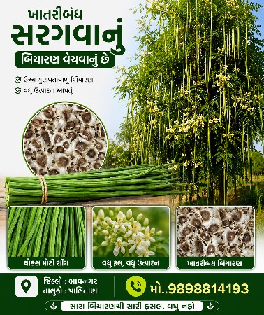 સરગવાનું બિયારણ