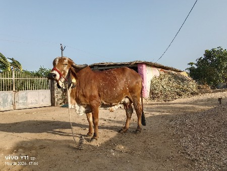 gay vesavani che