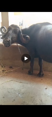 જાફરાબાદી ભેંસ