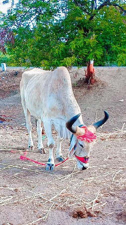 ફુલ જવાબદારીથી વેચવાના છે મારો આ વે