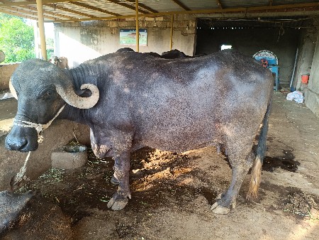 વેચવા ની છે