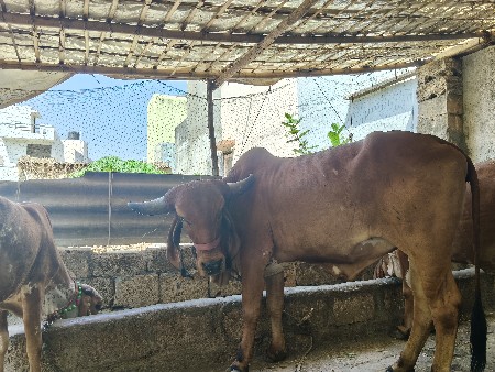 ગિર હોડકીઅએકવાશડીદેવાનીછે