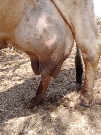 ગાય