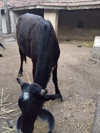 વેચવાની સે
