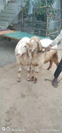 4 ઘેટાં વેચવાના છે