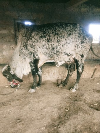 ગાય વેચવાની છે વેતર ૧