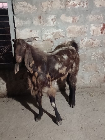 બકરો 1