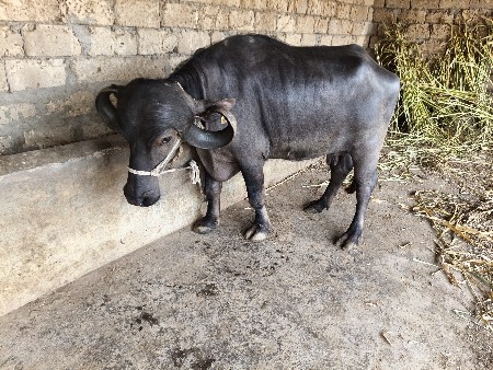 6 લિટર દૂધ બીજું પહેલું વેટર