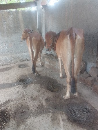 વાસડા વેચવાના છે સાટા પણ ચાલે