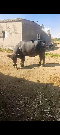 ભેંસ