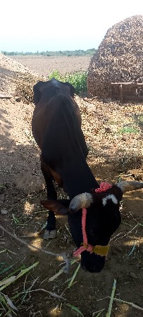 ગાય