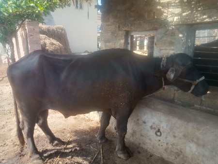 દાવૈ  પાડો