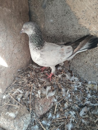 1માદી છે