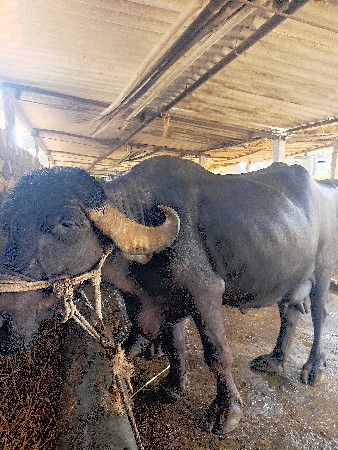 ભેંસ વેચવાની છે દસ દિવસની કાચી છે