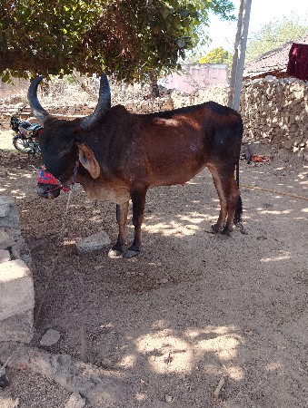 આગોઢલોવેસવાનોછે