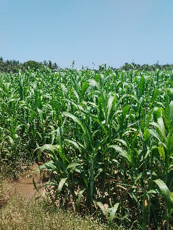 જુવાર નો ચારો