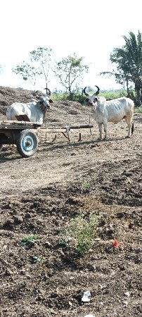 બળદ વેચવાના છે