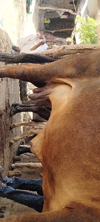 ગીર ગાય વેચવાની છે