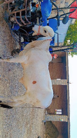 ઓરીજનલ લીલડી વાસડી