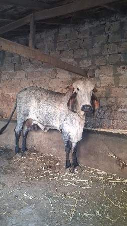 ગીર ગાય વેસવાની સે
ની સે વાસડ