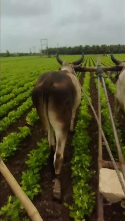વાસડા વેચવાના છે