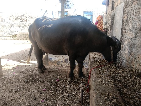 1 mahina ne vaar che