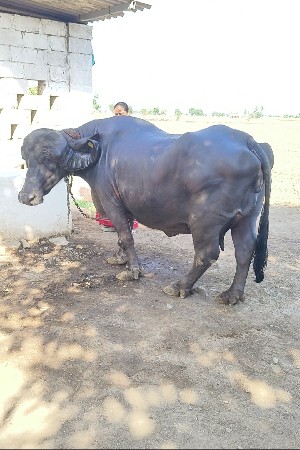 ભેંસ વેશવાની છે