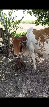 ગાય વેચવાની છે