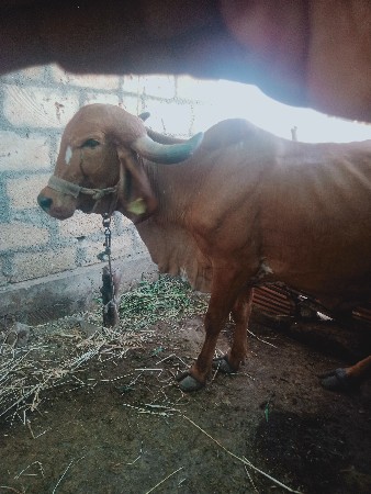 ગાયુ વેસવાની છે