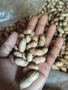 મગફળી