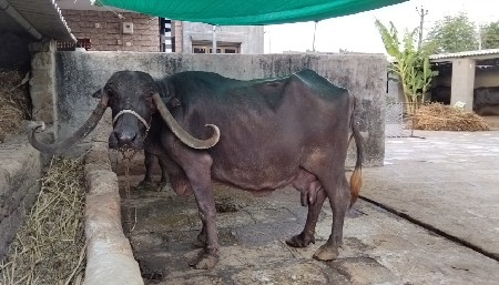 કાચી ભેંસ વેચવાની છે....