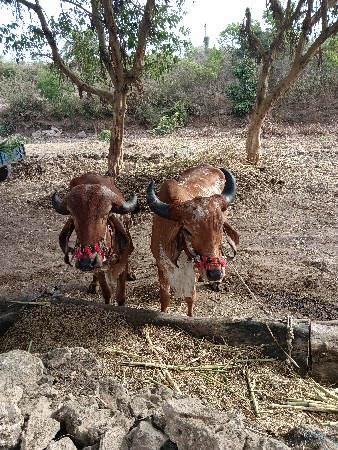 વેચવાના છે પહેલી વાવણીના છે