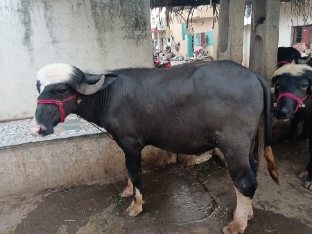 આ. પાડા વેચવાના છે