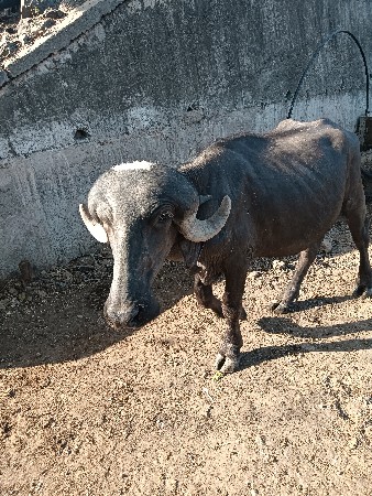 પાડો વેચવાનો છે